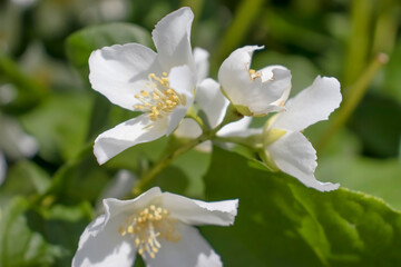 Obraz na płótnie Canvas beautiful jasmine flower background closeup 