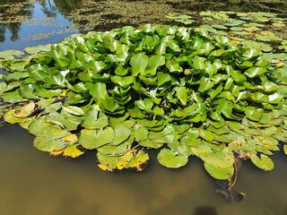 Lilies growing in the pond.  The bright sun shines on the lily leaves and water.