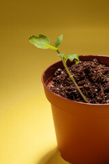 Baby plant in pot