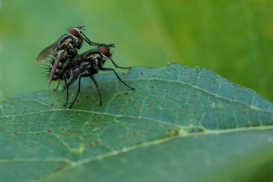Mosca-dom&eacute;stica (Musca dom&eacute;stica) copulando.
Moscas costumam copular com v&aacute;rios machos e ir armazenando seu esperma, usando o flu&iacute;do para fecundar e botar ovos em diferentes etapas de sua exist&ecirc;ncia.