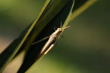 Gafanhotos s&atilde;o os insetos caracterizados por terem o f&eacute;mur das pernas posteriores muito grandes e fortes, o que lhes permite deslocarem-se aos saltos. Algumas esp&eacute;cies formam enormes enxames.