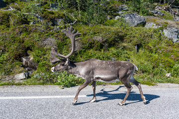 Reindeer with big antlers walking on road, Nordkapp, Norway