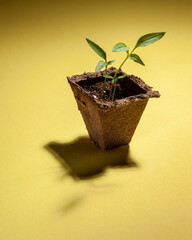 Pepper plant plug and pepper plant sprout