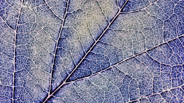 Close-up tree leaf. Mosaic pattern of plant veins and cells. Blue tinted background similar to the frost pattern on a window pane in winter. A catchy background or wallpaper on a floral theme. Macro © Deacon docs