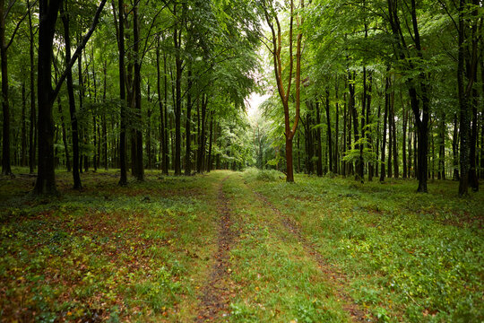 The way forward toward forest