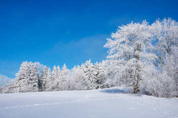 Germany, Baden Wurttemberg, Zollernalb, Winter landscape with hoar frost on trees under blue sky