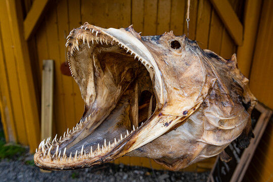Huge dried fish in Nusfjord, Lofoten, Norway