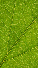 Fresh leaf of ornamental shrub close-up. Light green mosaic pattern of veins and plant cells. Mobile phone wallpaper. Abstract background on a floral theme. Vertical summer backdrop. Macro