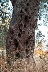 Old Olive Tree with Holes Texture on Stem or Trunk in Olive Forest in Evening Sun Light - Countryside Landscape on Sithonia Chalkidiki Greece