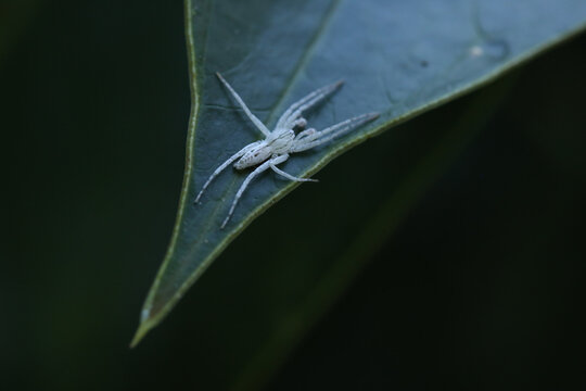 Aranha branca Anyphaenidae, tamb&eacute;m conhecida por aranha-fantasma. Aqui uma macho fotografado na folha de um ant&uacute;rio.