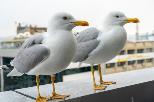 Seagulls on railing
