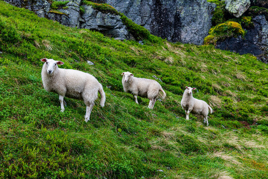 Norway, Aurland, Aurland plateau, Sheep in meadow
