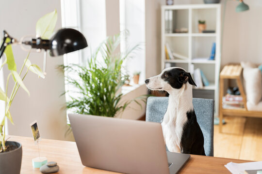 Dog looking away while sitting in front of laptop at home office