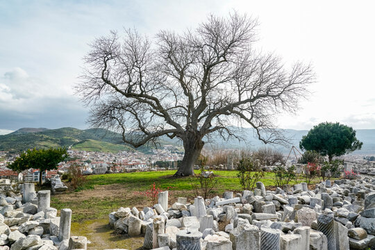 Turkey, Izmir Province, Selcuk, Bare tree growing amid ancient ruins at&nbsp;Ayasuluk Hill