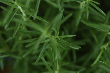 Alecrim, erva aromática. Nome científico é Rosmarinus officinalis. Além disso, o alecrim é antisséptico, depurativo, antiespasmódico, antibiótico e diurético. Um poderoso fitoterápico.