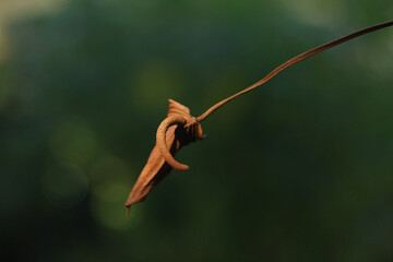 flor seca de antúrio, fotografada isoladamente em fundo desfocado, com destaque às texturas adquiridas pela idade da planta