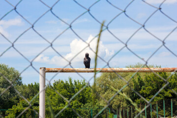 bird on a background of blue sky