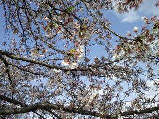 青空に映える葉桜