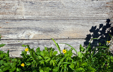 VIEILLES PLANCHES EN BOIS AVEC RENONCULES