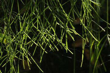 Rhipsalis baccifera, da família dos cactos,  tem hábitos de epífita: procurou as alturas para se proteger dos predadores no solo e conseguir um pouco mais de luz. Tudo sem retirar nutrientes da planta