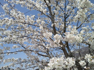 青空に映える葉桜