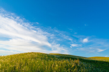 Fototapeta na wymiar Grass in the hills and blue sky.