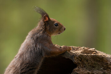 Erasian Red Squirrel - Sciurus vulgaris - in a forest eating and drinking