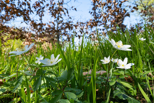 Wood anemones blooming in spring