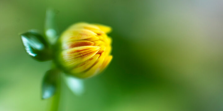 Dahlia yellow flower with leaf in springtime