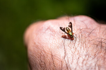 Deer fly bite