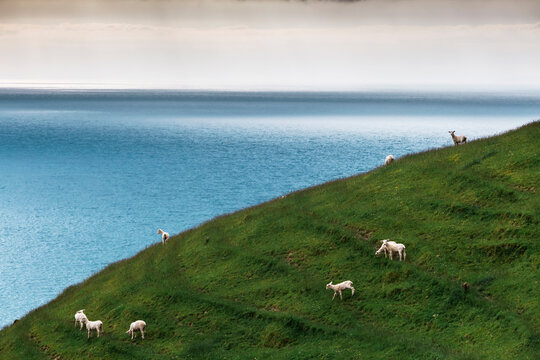 Flock of sheep grazing on grassy hill off coast of Coromandel Peninsula