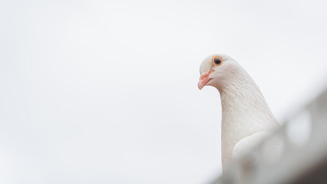Low angle closeup view of a white bird standing on the rooftop of the building