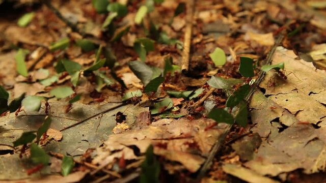 Peruvian Rainforest - Wildlife of Tambopata National Reserve, Madre de Dios, Peru