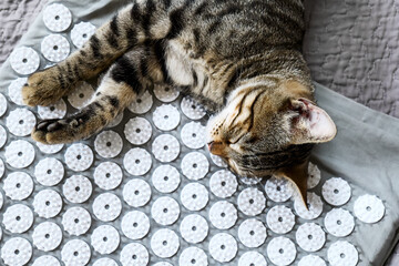 Funny tabby cat lying on acupressure, acupuncture mat on the bed. Alternative medicine and home massage concept. - obrazy, fototapety, plakaty