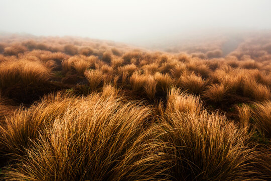 New Zealand,&nbsp;Ruapehu&nbsp;District, Brown bushes growing in Tongariro National Park during foggy weather
