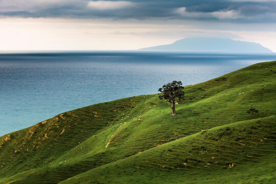 Green grassy coastal hill of&nbsp;Coromandel&nbsp;Peninsula
