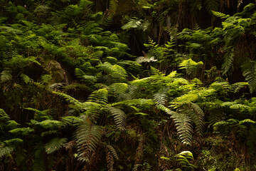 fern in the forest