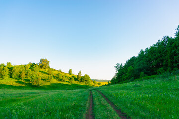 Obraz premium The road through the green meadow to the forest.