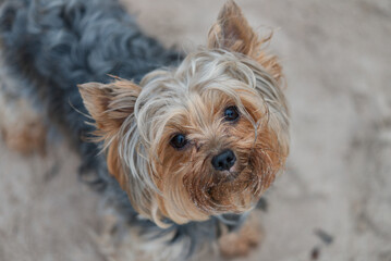 portrait of a yorkshire terrier on the beach looking to owner close up
