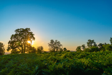 The sun hid behind a tree at sunset.