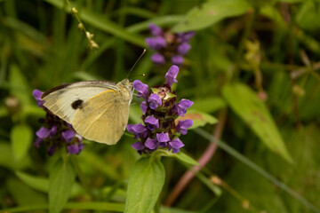 butterfly on a flower