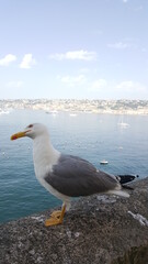 Seagull portrait against sea shore. Close up view of white bird seagull sitting by the beach. Wild seagull with natural blue sea background