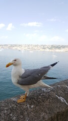 Seagull portrait against sea shore. Close up view of white bird seagull sitting by the beach. Wild seagull with natural blue sea background