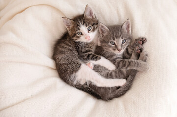 two cute little kittens lie on a white isolated background. High quality photo