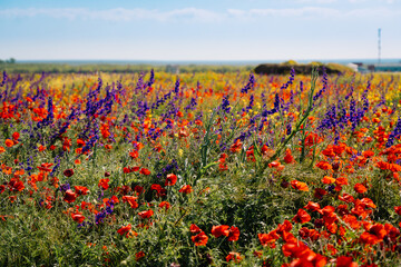 field of poppies and sky
