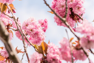 Pink cherry blossom tree in early spring.