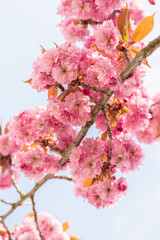 Pink cherry blossom tree in early spring.