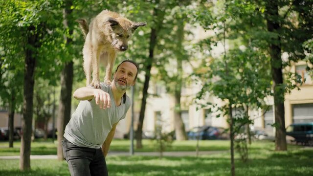 A handsome bearded man training his smart dog and doing standing on the back trick while walking in the park