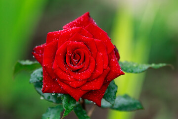 Red rose petals bud in dew drops close up on green background