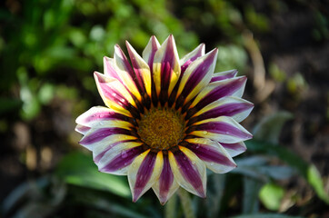 Obraz premium Gazania, african daisies in a summer garden on a flower bed.